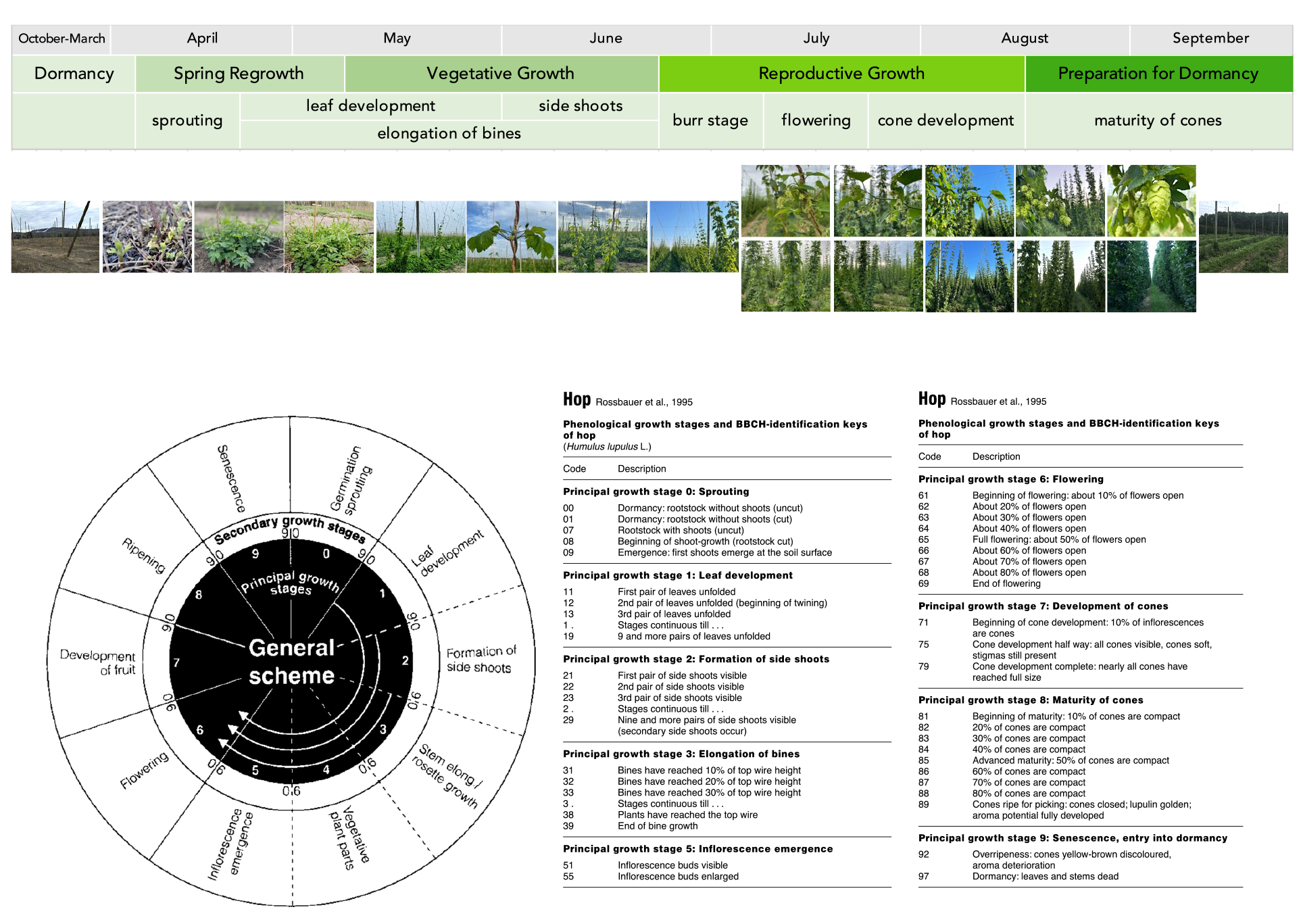 Phenological growth stages full page.png